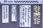 Etiketten zu Melanotus annosus (Candéze, 1865) (NHMW-ZOO-COL-0007665)